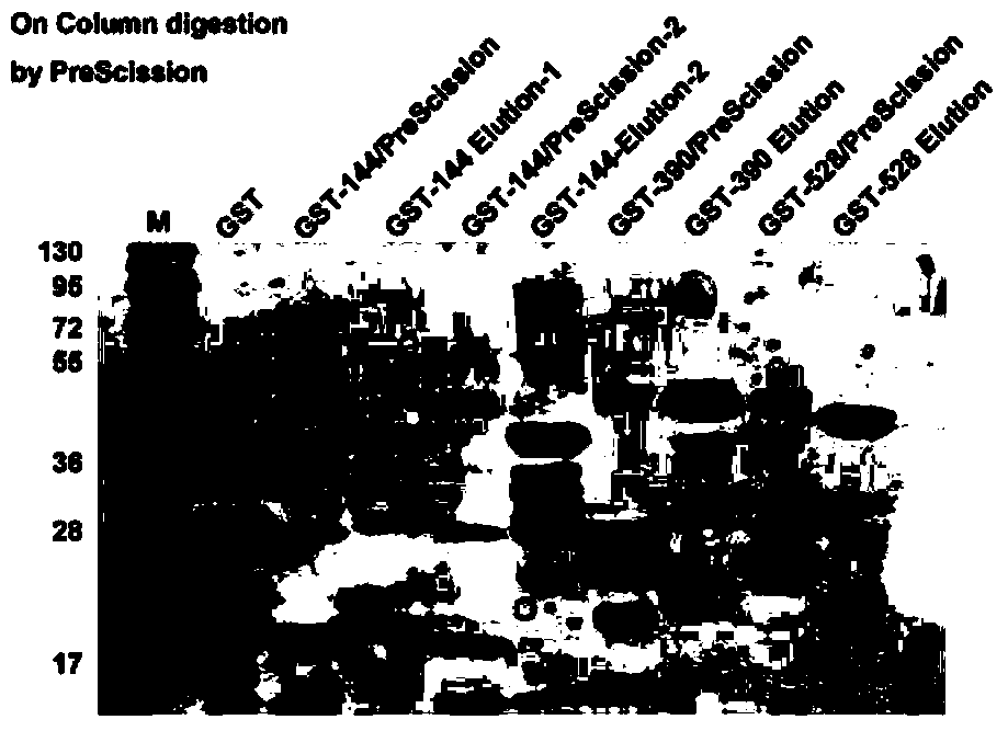 Novel tumour serum marker and application thereof