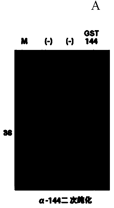 Novel tumour serum marker and application thereof