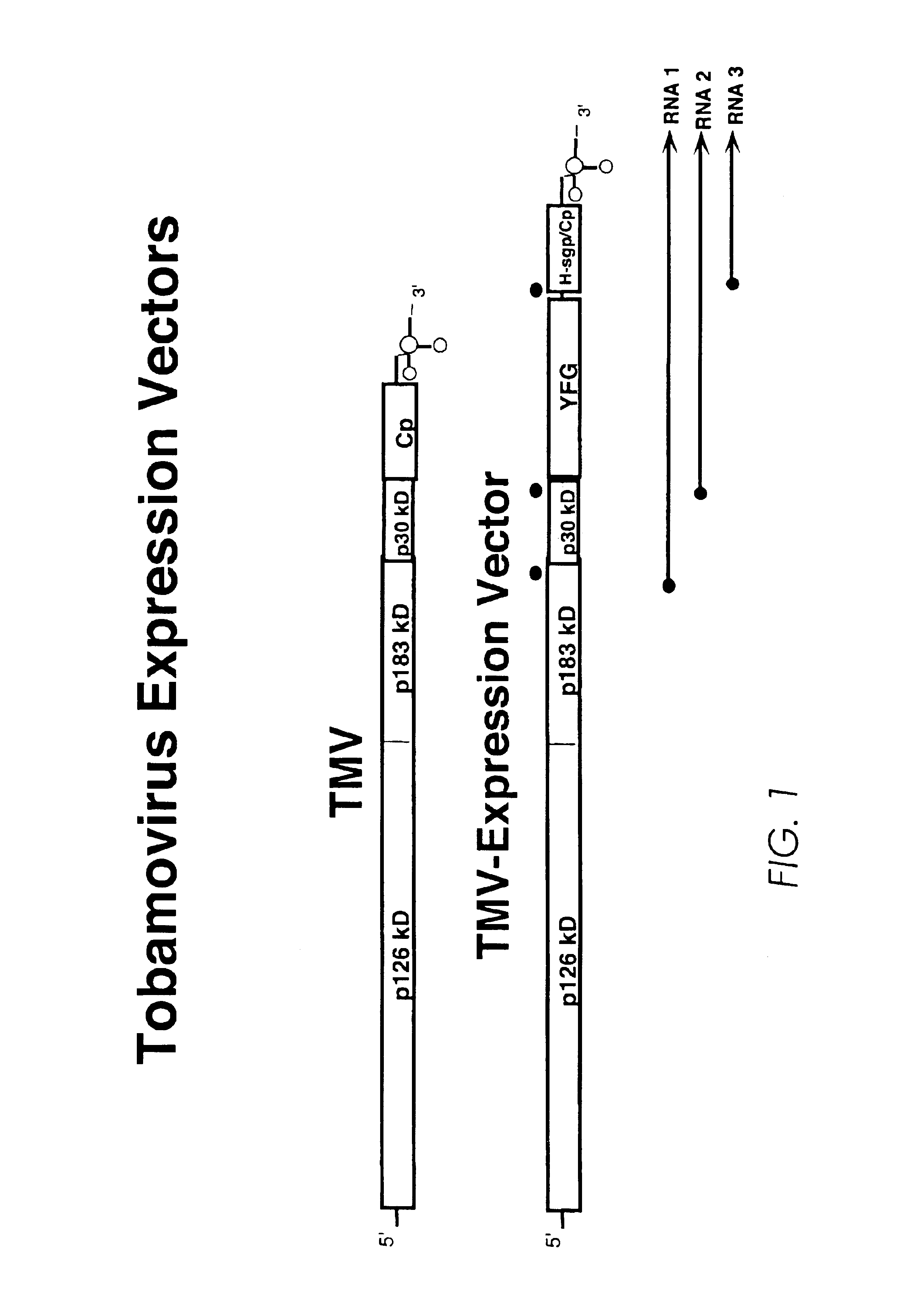 Production of lysosomal enzymes in plants by transient expression