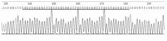 Reporter gene carrier for detecting activity of AP2alpha transcription factor