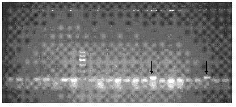 Reporter gene carrier for detecting activity of AP2alpha transcription factor