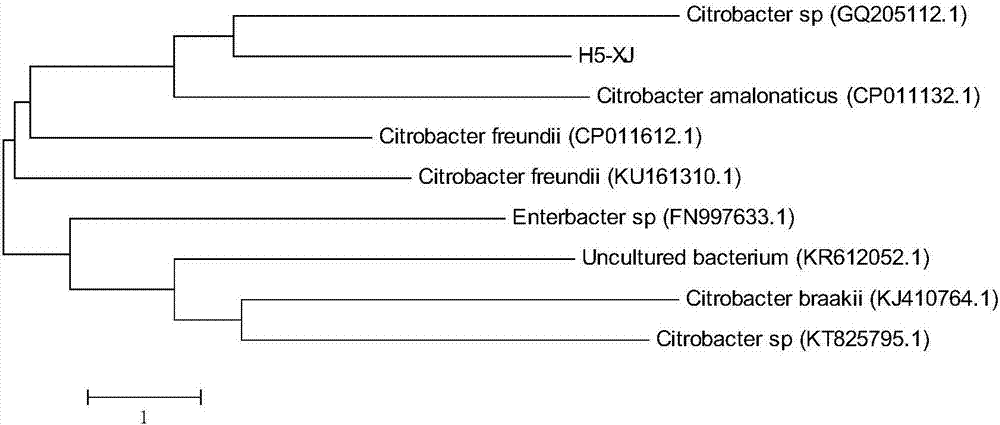 Biological compound degradation agent in anaerobic condition and application thereof