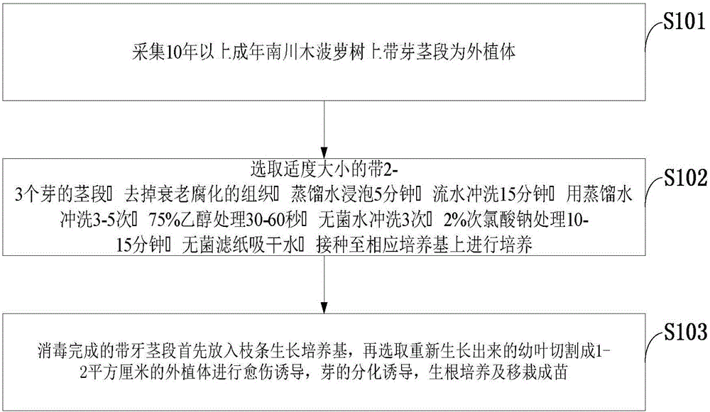 Tissue culture method for artocarpus nanchuanensis