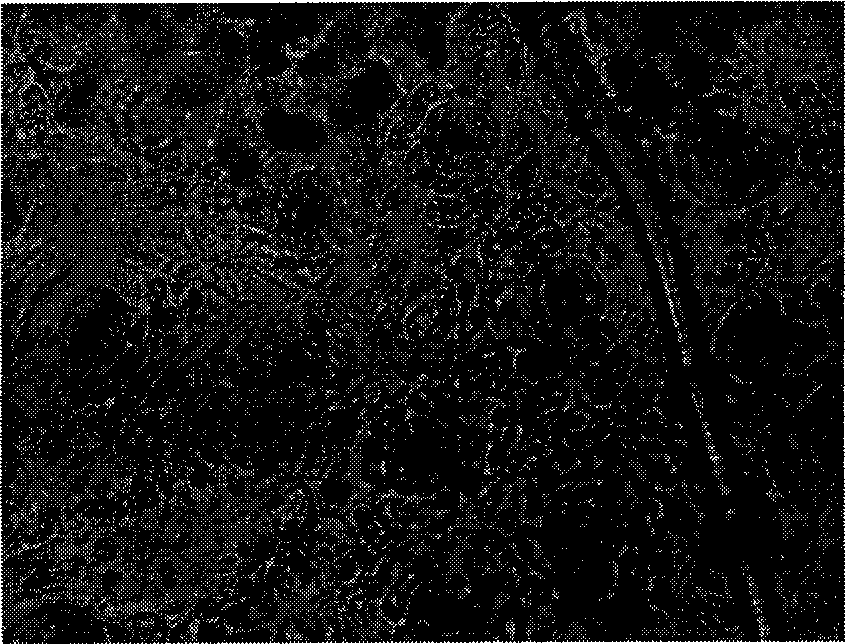 Chemical positioning method for tree plant catechin histiocyte