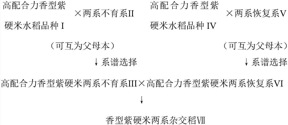 Method for breeding flavor-type purple hard rice two-line hybrid rice special for processing fragrant purple rice noodles