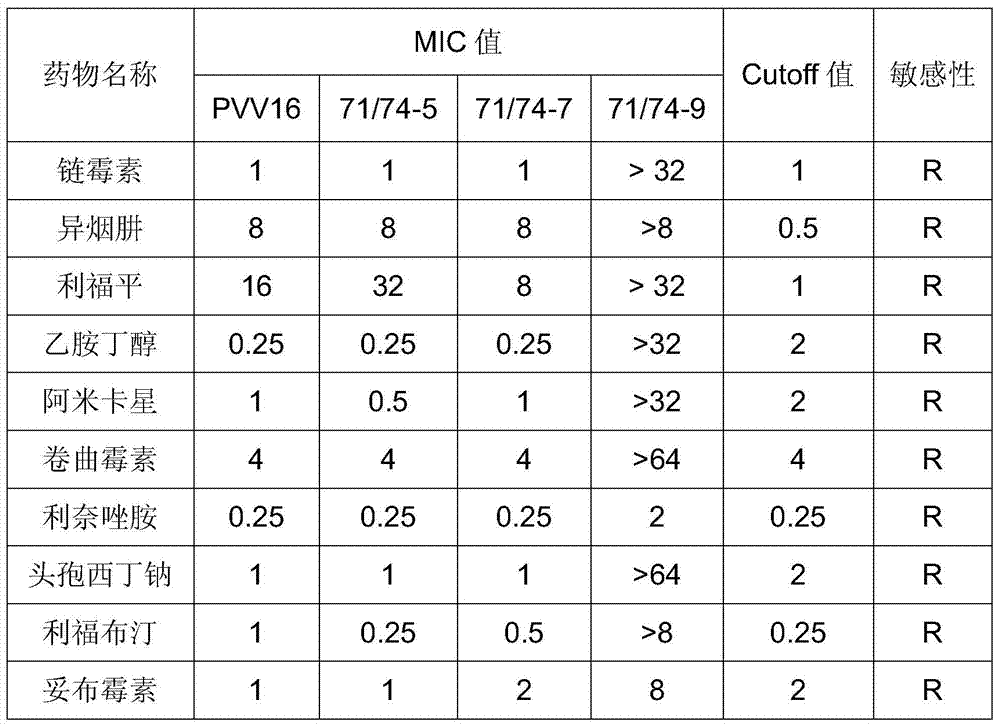 A new drug-resistant gene of Mycobacterium tuberculosis and its application