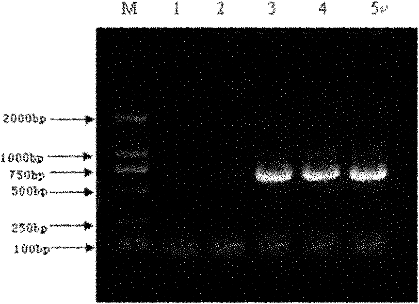 Fusion protein and fusion protein expression vector thereof