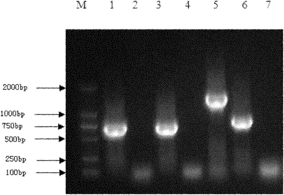 Fusion protein and fusion protein expression vector thereof