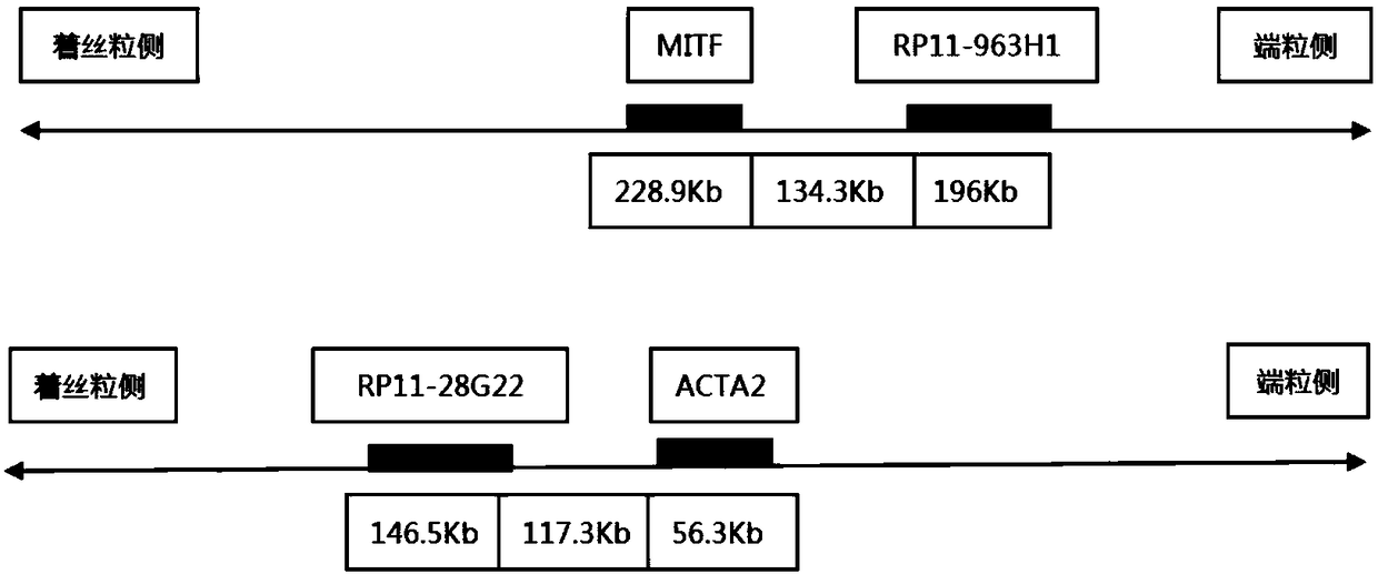 Probe assembly for diagnosing ACTA2-MITF translocation perivascular epithelioid cell tumor and application thereof