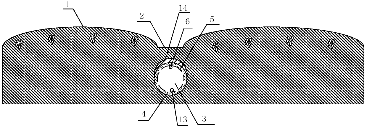 Wormwood planting method