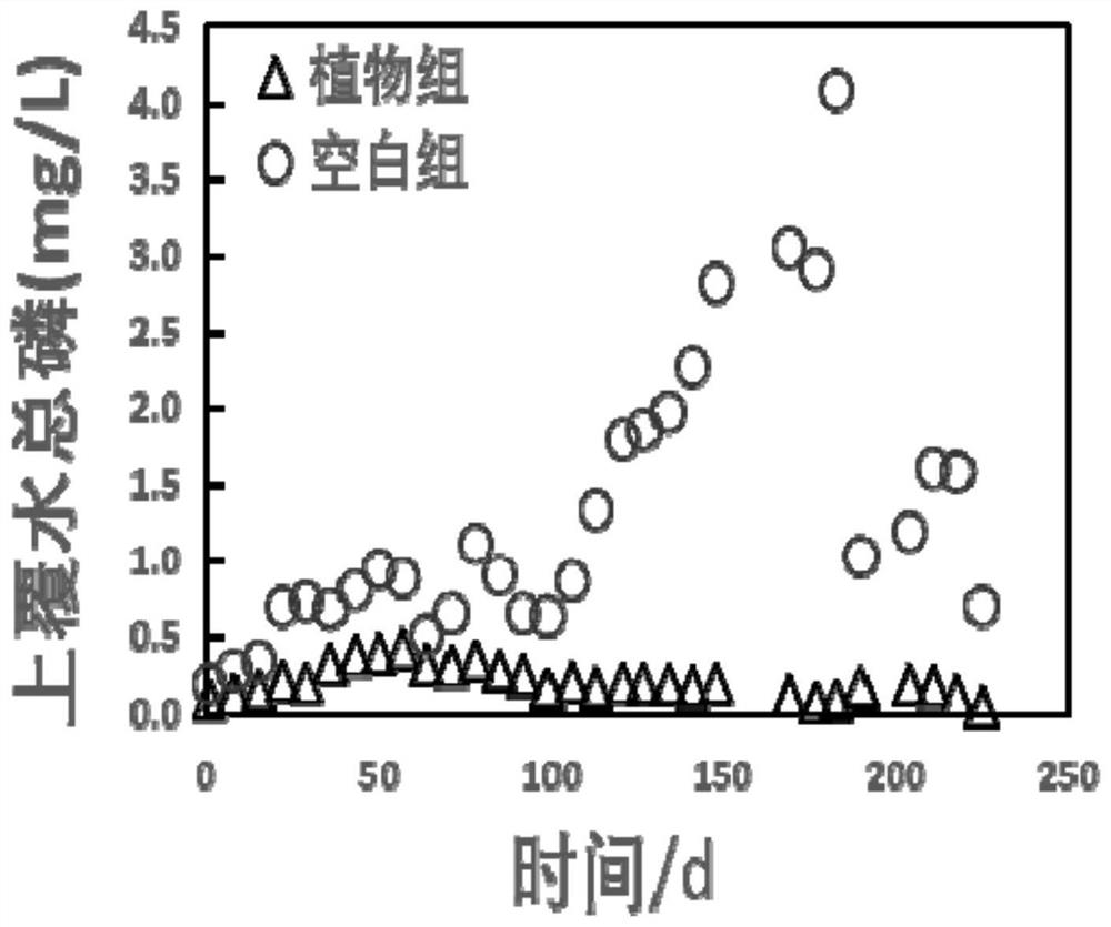 Application of weed-like submerged plants in paddy fields in the treatment of black and odorous water bodies