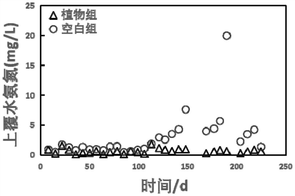 Application of weed-like submerged plants in paddy fields in the treatment of black and odorous water bodies