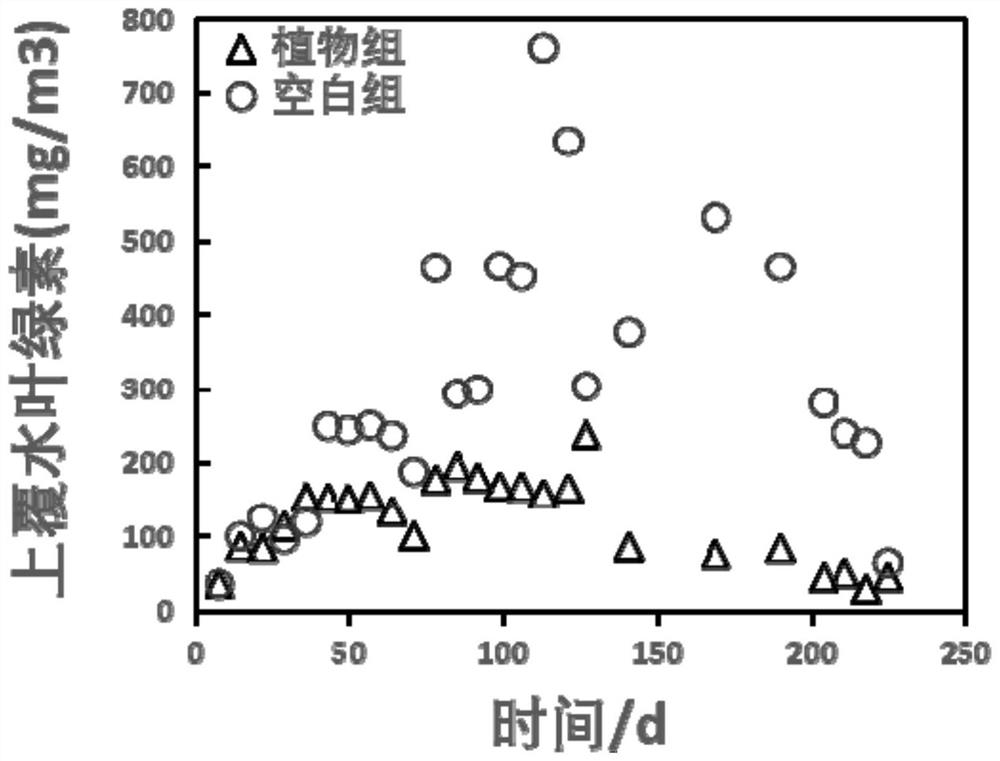 Application of weed-like submerged plants in paddy fields in the treatment of black and odorous water bodies