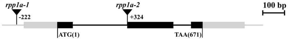 Application of arabidopsis seed regulatory gene RPP1A