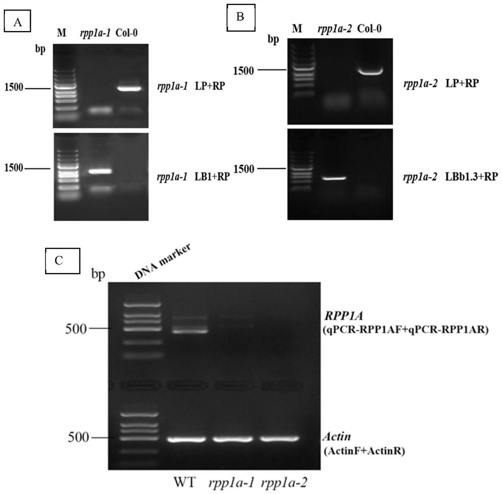 Application of arabidopsis seed regulatory gene RPP1A