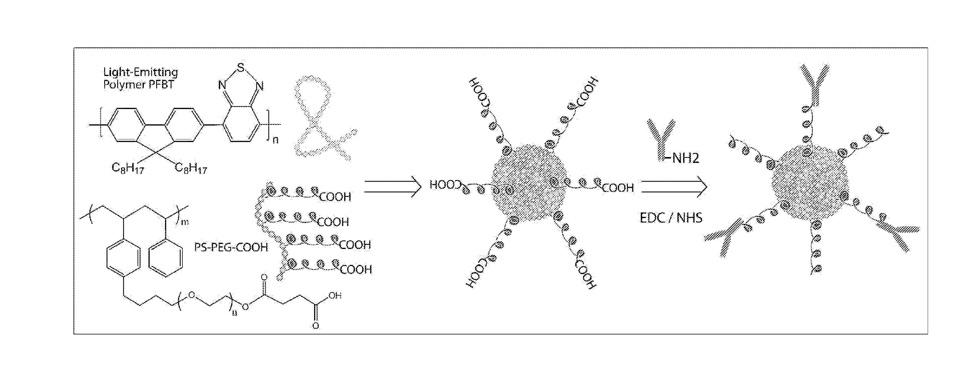 Functionalized chromophoric polymer dots and bioconjugates thereof