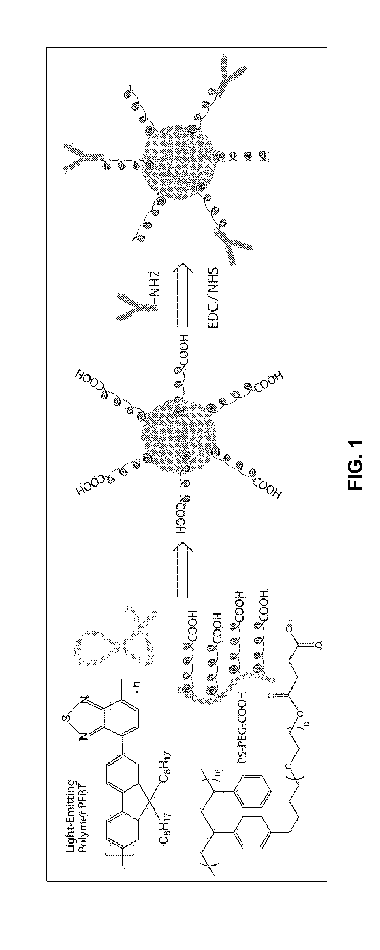 Functionalized chromophoric polymer dots and bioconjugates thereof