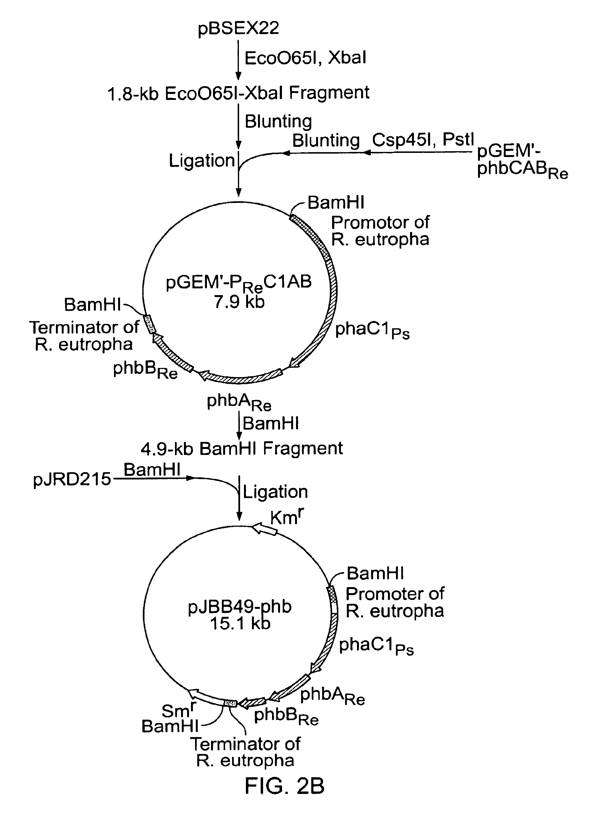 Method of producing copolymer polyester