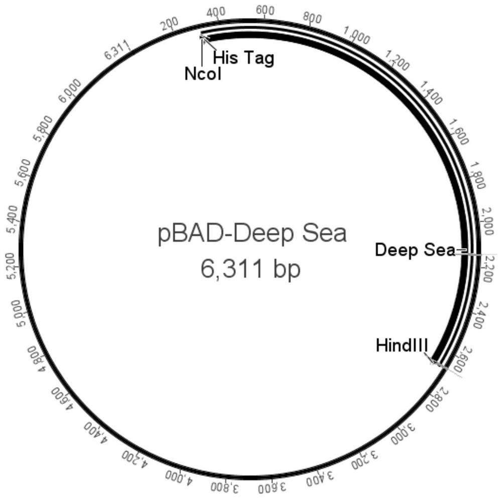 A kind of dna polymerase and its preparation method and application