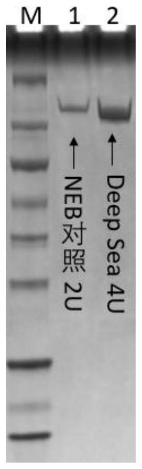 A kind of dna polymerase and its preparation method and application