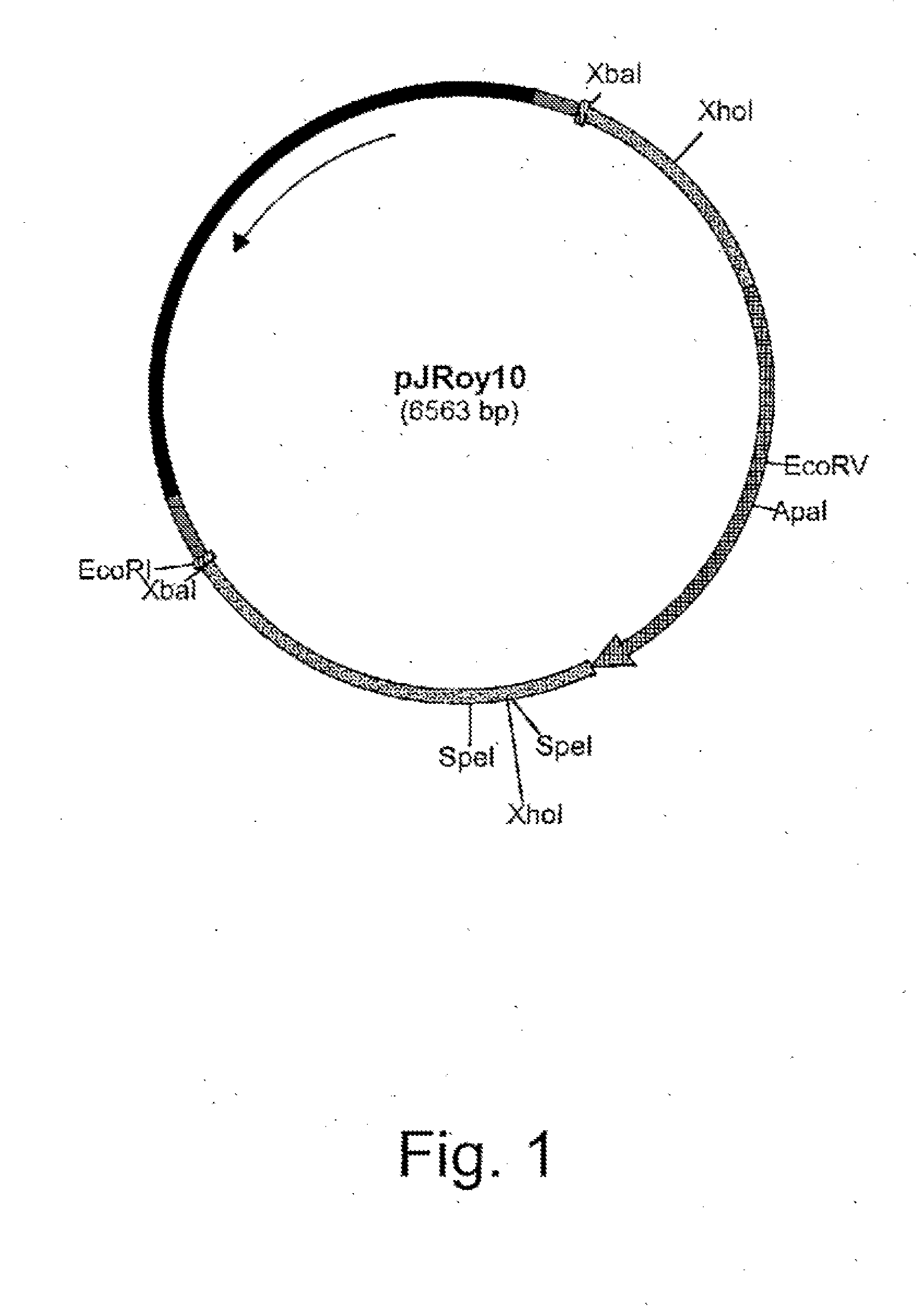 Methods for producing biological substances in enzyme-deficient mutants of aspergillus niger