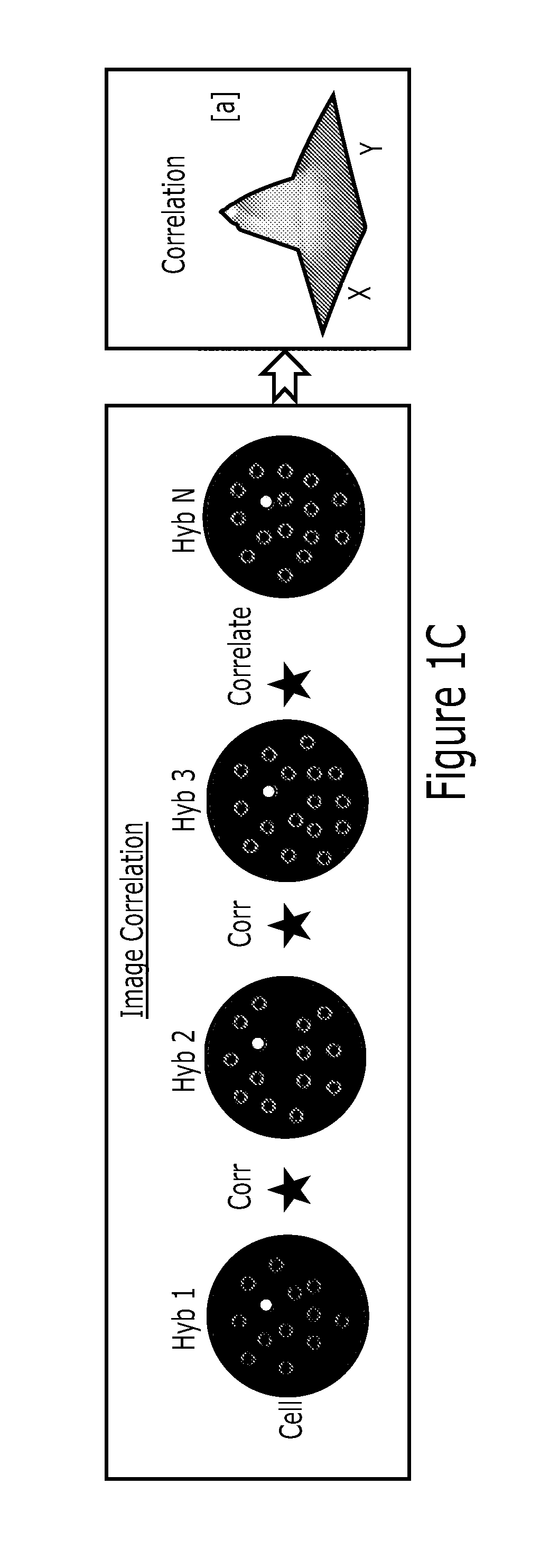 Multiplex analysis of molecules in single cells by image correlation