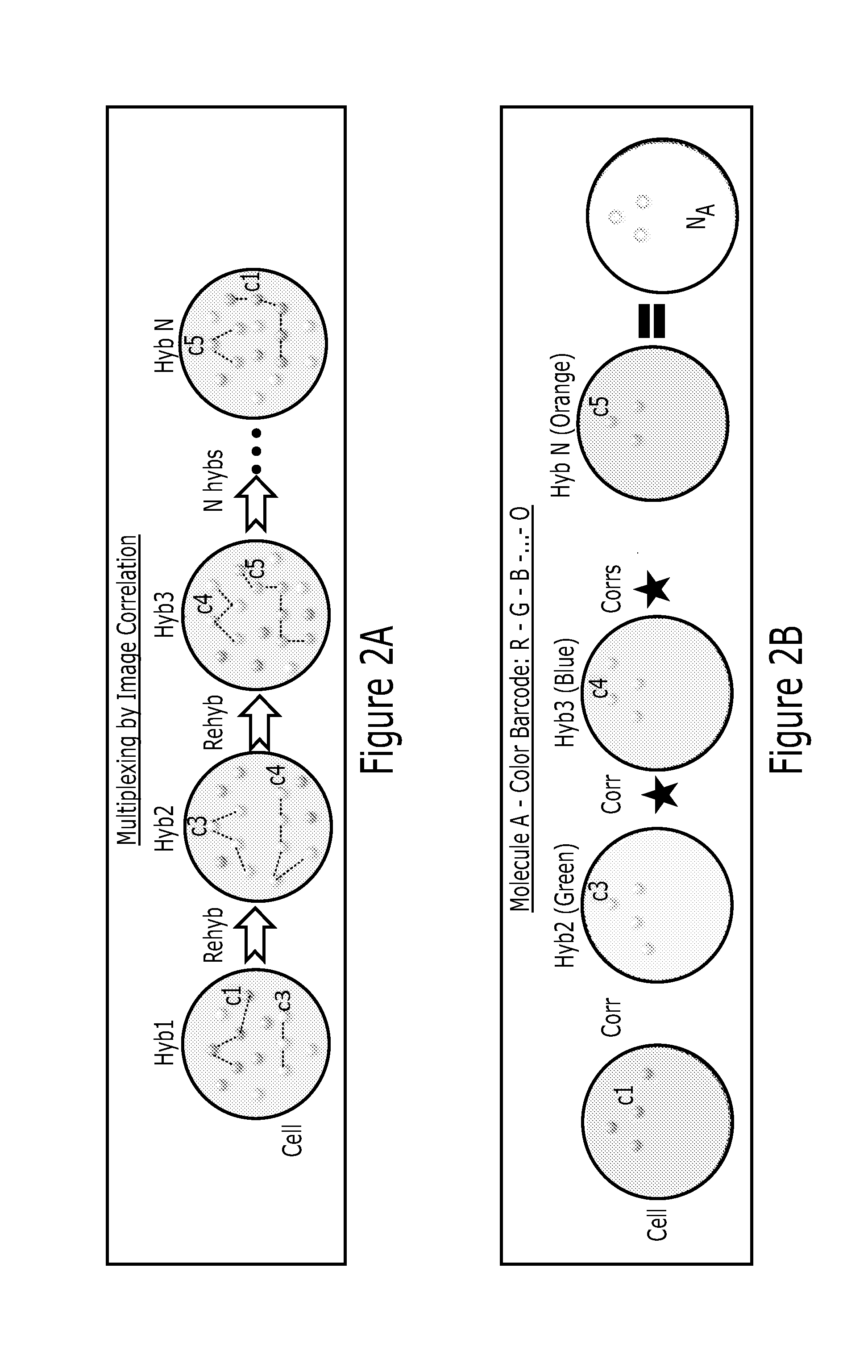 Multiplex analysis of molecules in single cells by image correlation