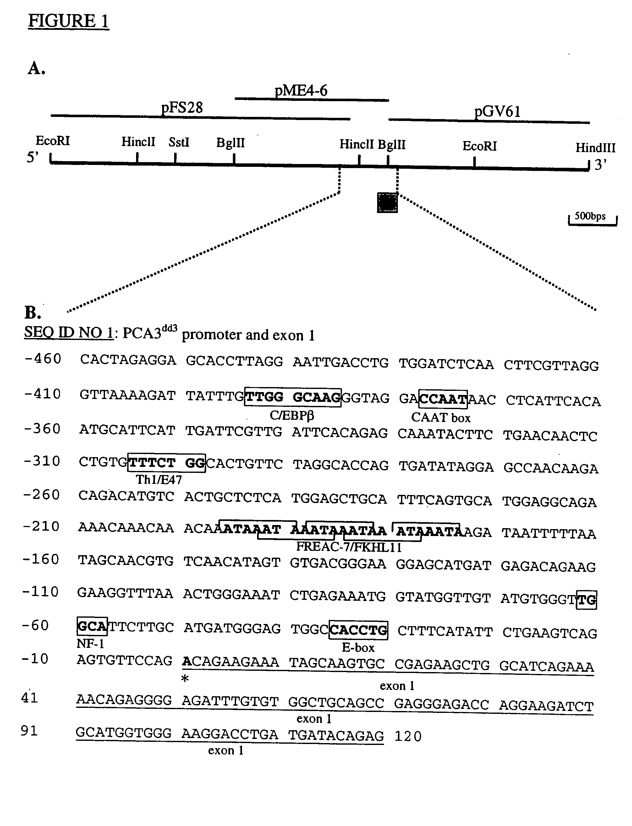 Nucleic acid molecules comprising the promoter for PCA3dd3, a new prostate antigen, and uses thereof