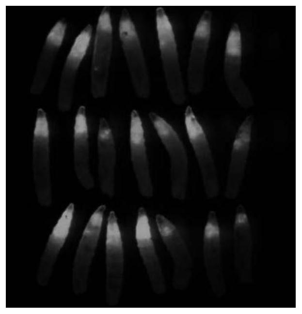 Application of glycolysis key enzyme in anti-tumor therapeutic drug