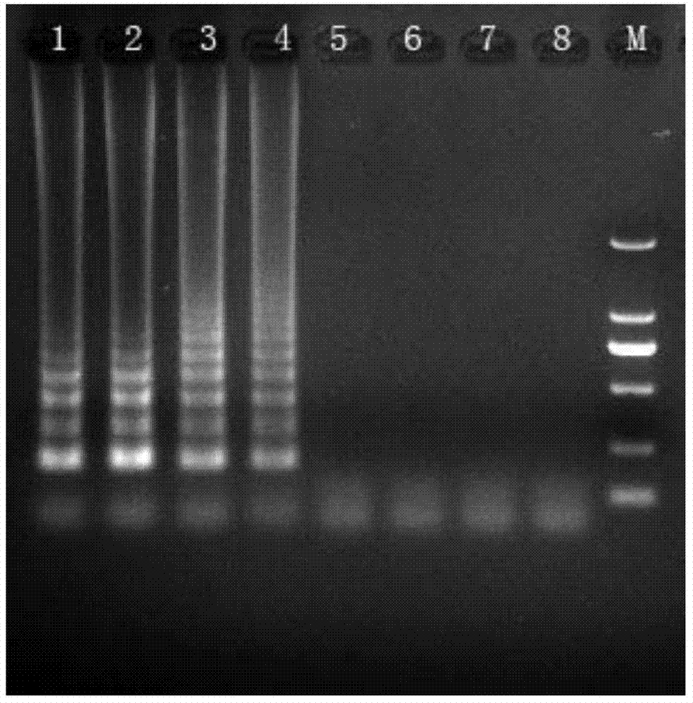 Loop-mediated isothermal amplification detection primer group, detection method and kit of vibrio parahaemolyticus