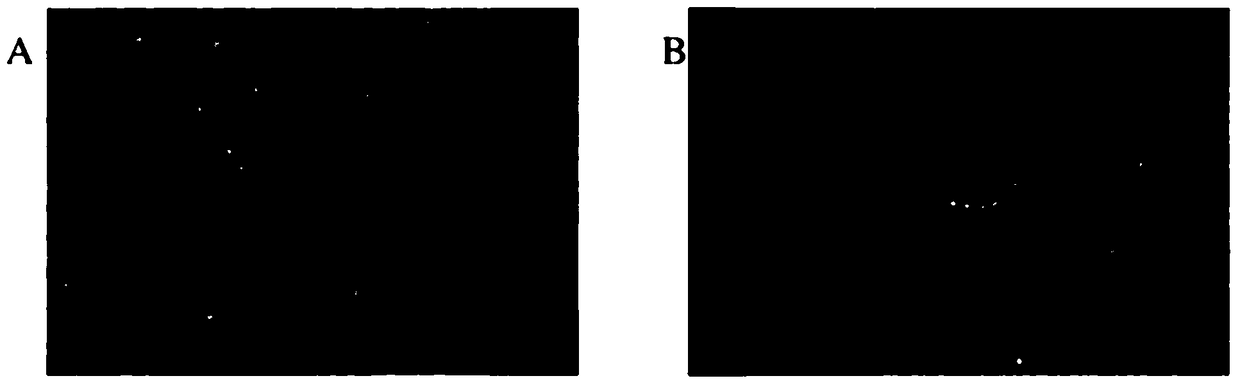 A composition for promoting the meiotic recovery of sow oocytes and its application