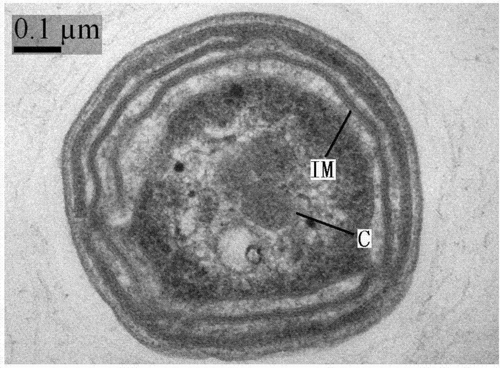 Ammonia oxidizing bacteria and application thereof