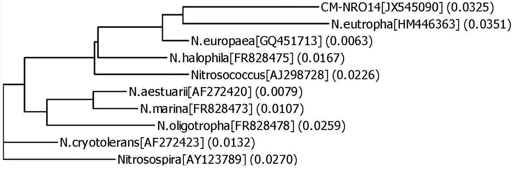 Ammonia oxidizing bacteria and application thereof