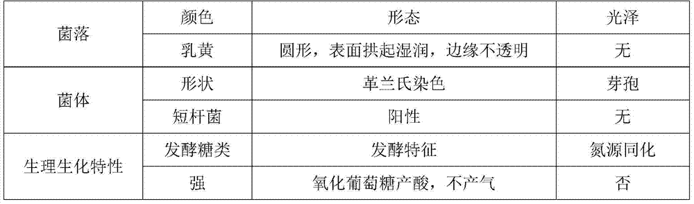 Fermentation medium, bacterial strain and production method for fermentation production of adenosine cyclophosphate