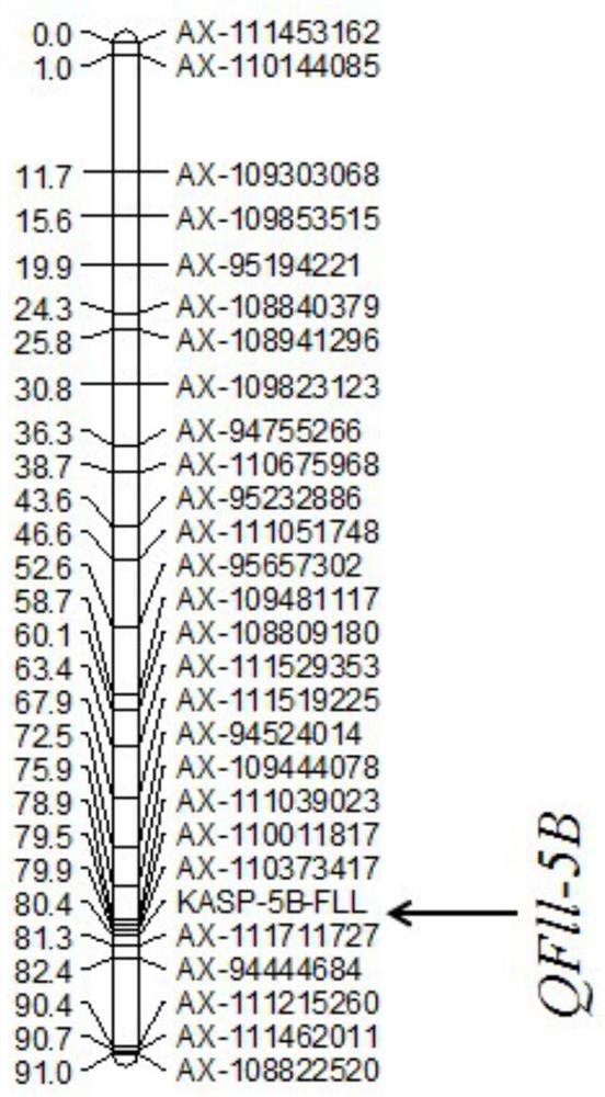 A Molecular Marker Linked to Long QTL in Wheat Flag Leaf and Its Application